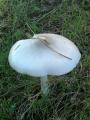 Gros champignon blanc