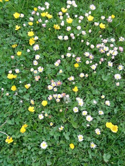 Petites fleurs sauvages