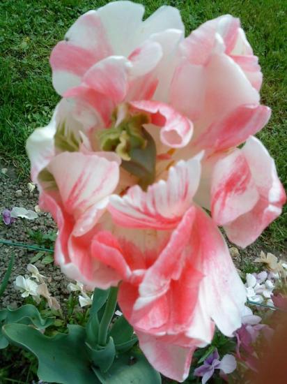 Jolie tulipe