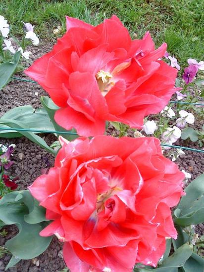 Tulipes
