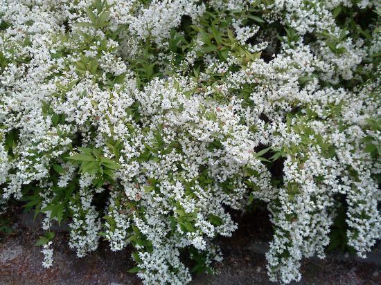 Arbrisseau en fleurs