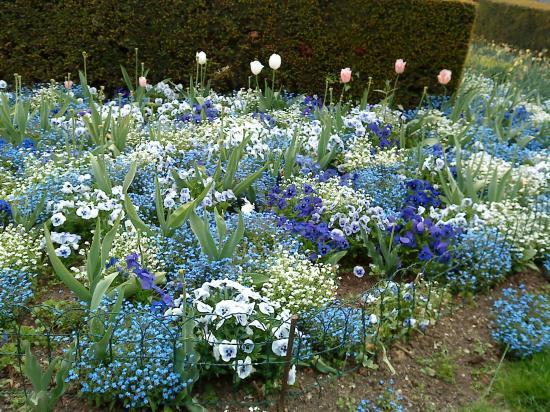 Tulipes dans un océan de bleu