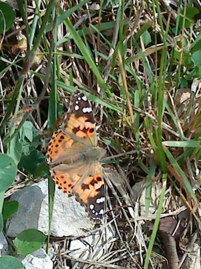 Petit papillon au printemps