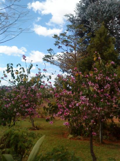 En fleurs !