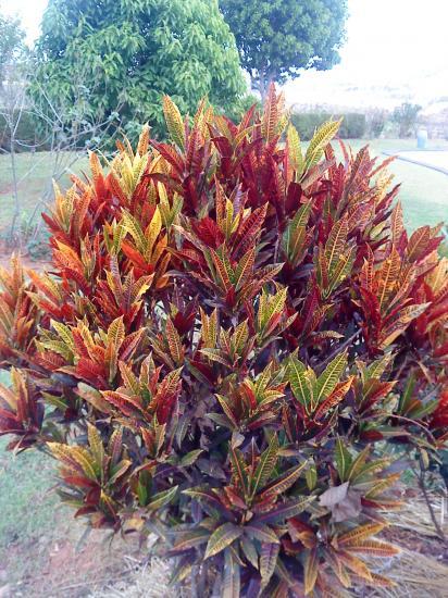 Buisson ardent