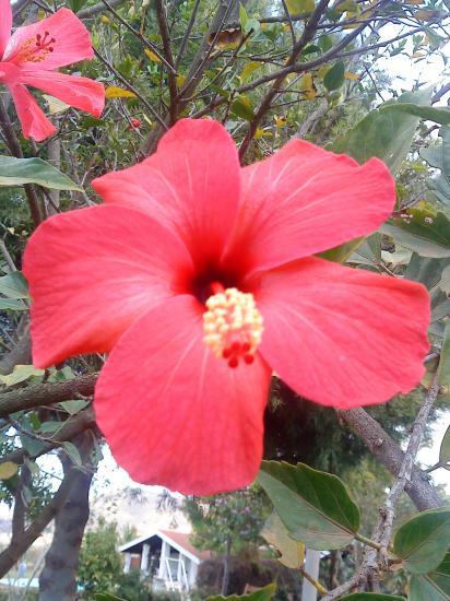 Ibiscus rouge