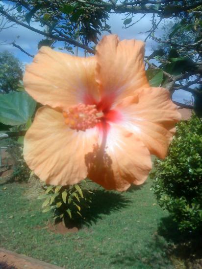 Ibiscus orange