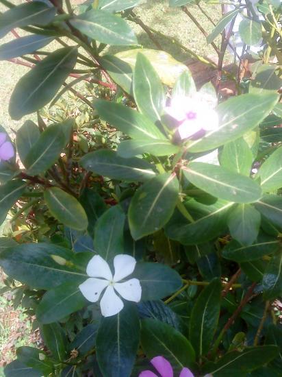 Pervenche blanche