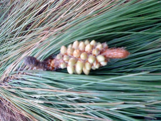 Pin