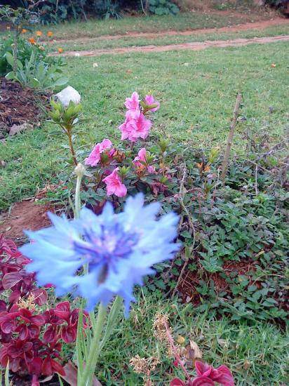 Bleuet