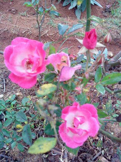 Rose rose