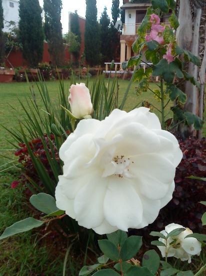 Rose blanche