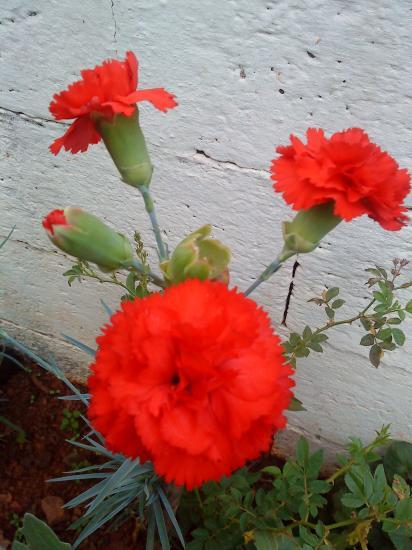 Oeuillet rouge