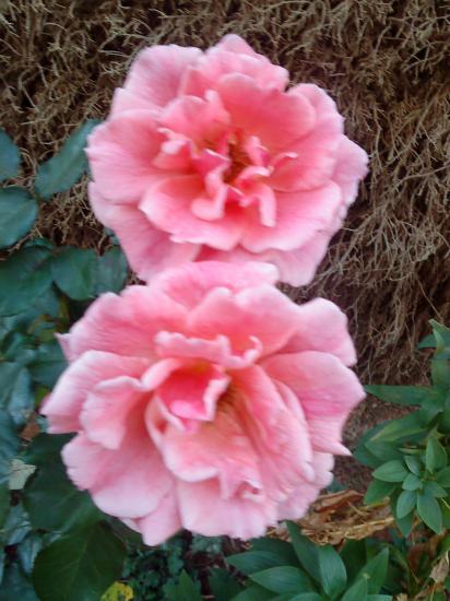Roses