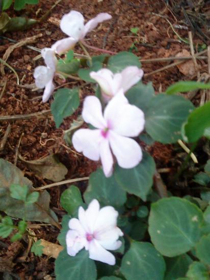 Pervenche de Madagascar