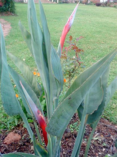 Oiseau du Paradis