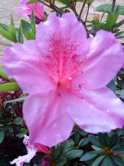 Ibiscus rose