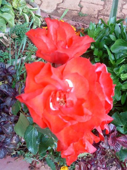 Rose rouge