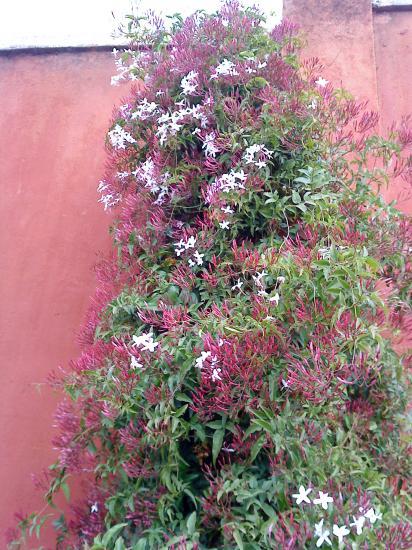 Jasmin blanc