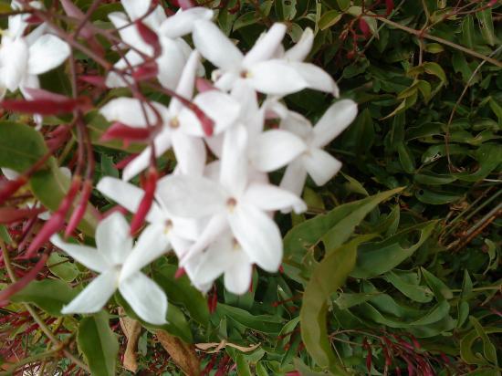 Jasmin blanc
