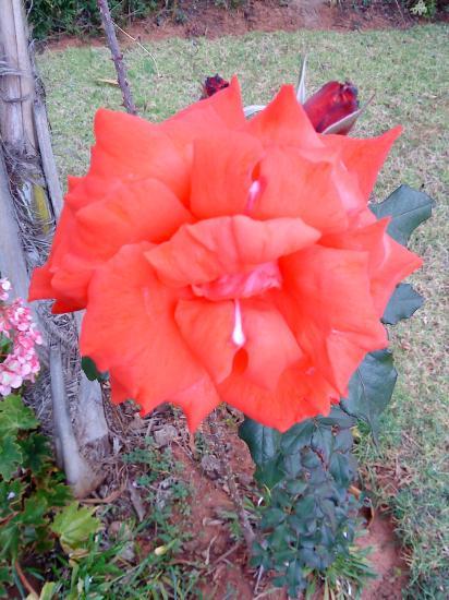 Belle rose rouge
