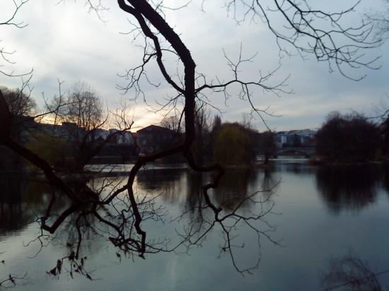 Branches et paysage