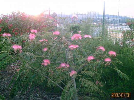 Arbuste en fleurs