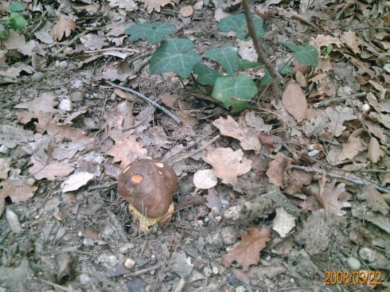 Un champignon