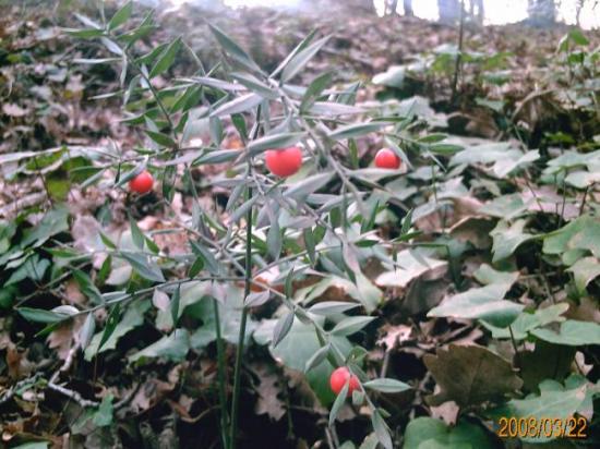 Fruits rouges