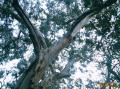 Eucalyptus géant