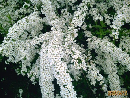 Fleurs blanches